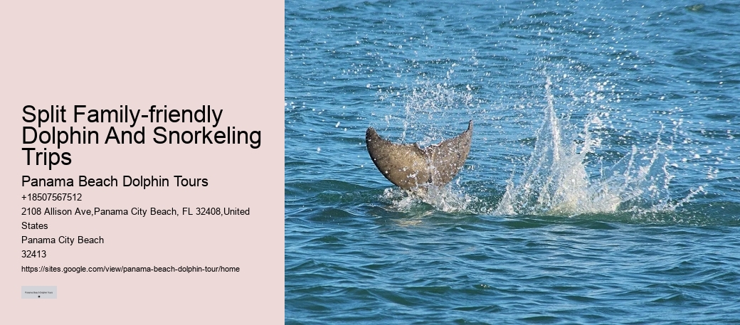 Split Customizable Dolphin And Snorkeling Packages