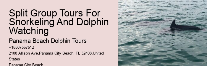 A Helping Flipper: Why Do Dolphins Save Humans