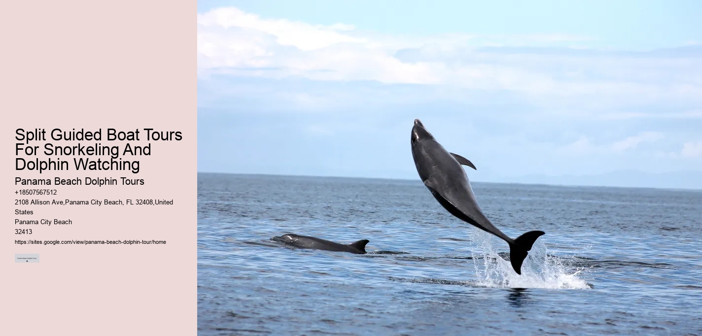 Split Expert-led Dolphin And Snorkeling Tours