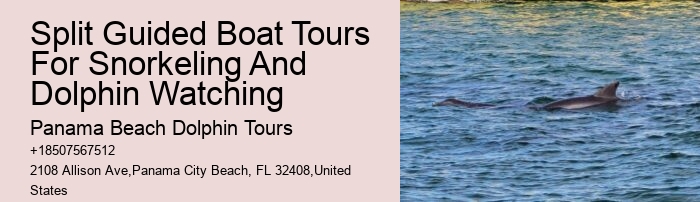 How Do You Attract Dolphins