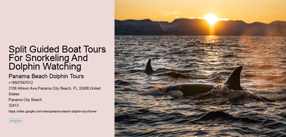 Private Dolphin Snorkeling Tours