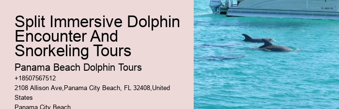 Snorkeling Excursions With Dolphin Sightings In Split