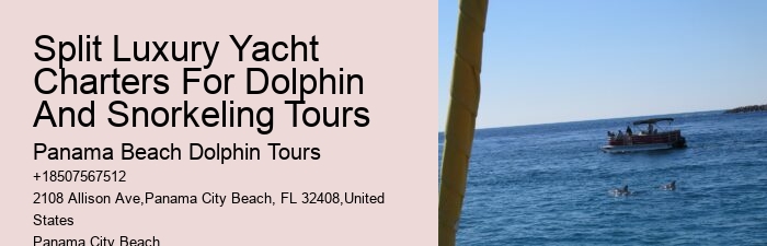 Before Your Tour - Dolphin Encounter