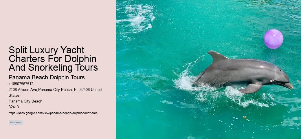 2Hrs Shared Charter Dolphin & Snorkeling Tour