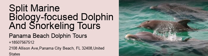 What is the average group size on a dolphin tour in Panama City Beach