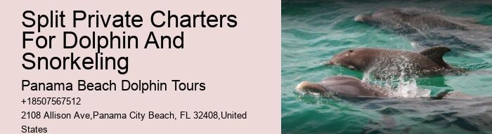 Elite Dolphin Spotting and Snorkeling Tours