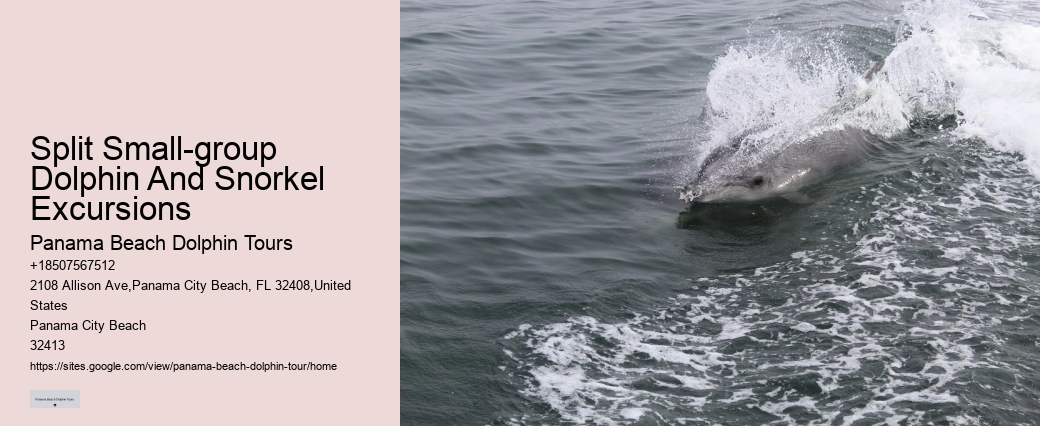 Panama City Beach Dolphin Tours & More