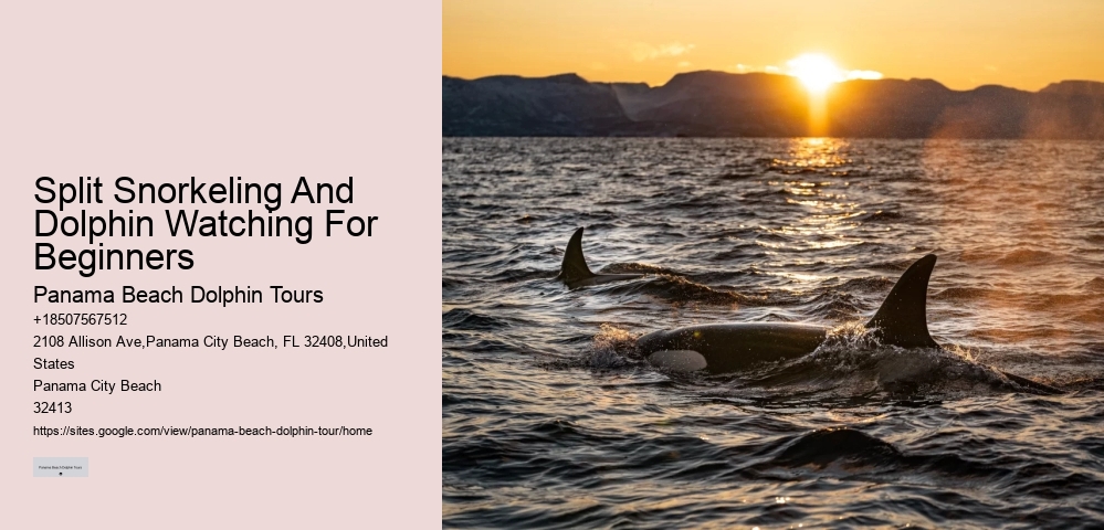 Can I request a specific guide for my dolphin tour