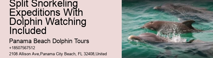 Can A Non Swimmer Swim With Dolphins