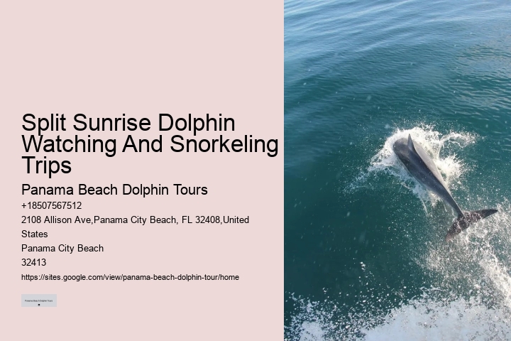 Panama City Beach dolphin safari
