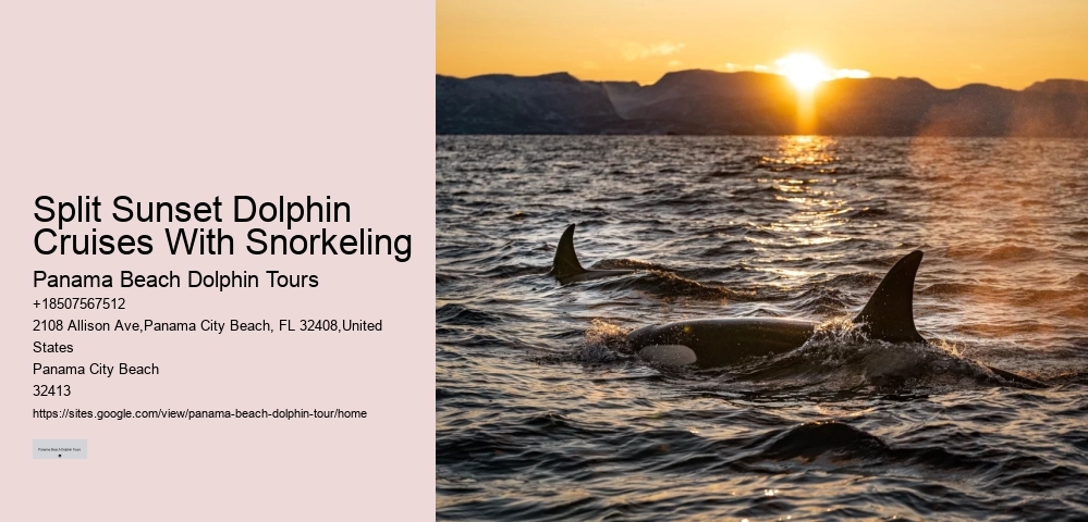 Salty Dogs Dolphin And Adventure Tours
