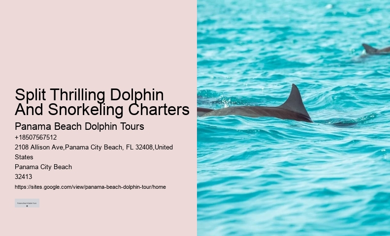 Charter Dolphin And Snorkeling Tours 2 Hours