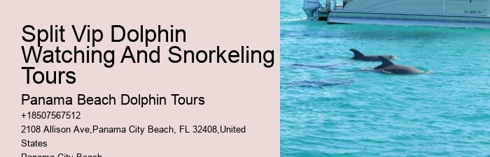 What To Expect When You Go Swimming With Dolphins