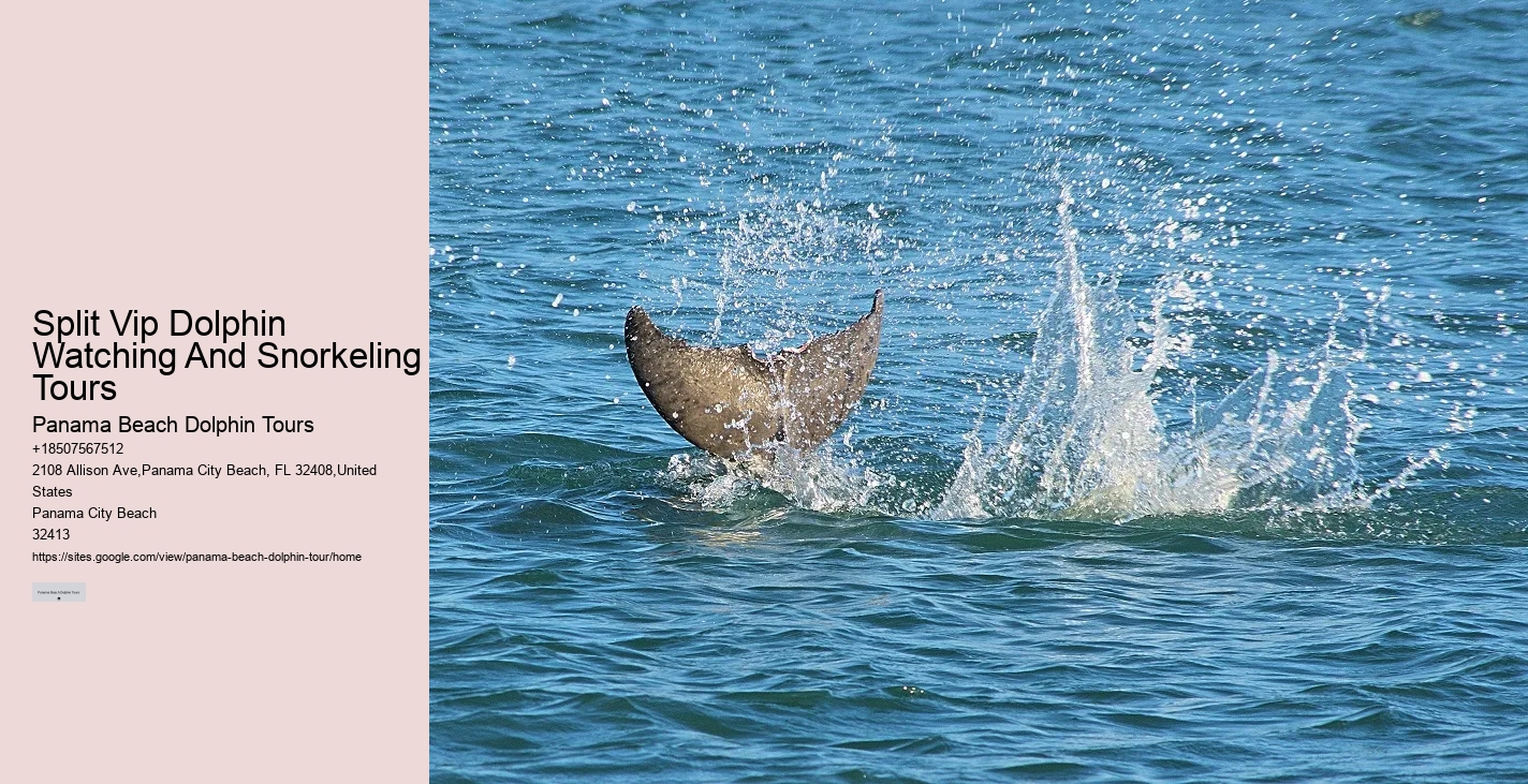 Split Family-friendly Dolphin And Snorkeling Trips