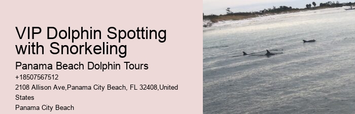 Guided Dolphin Encounter with Snorkeling