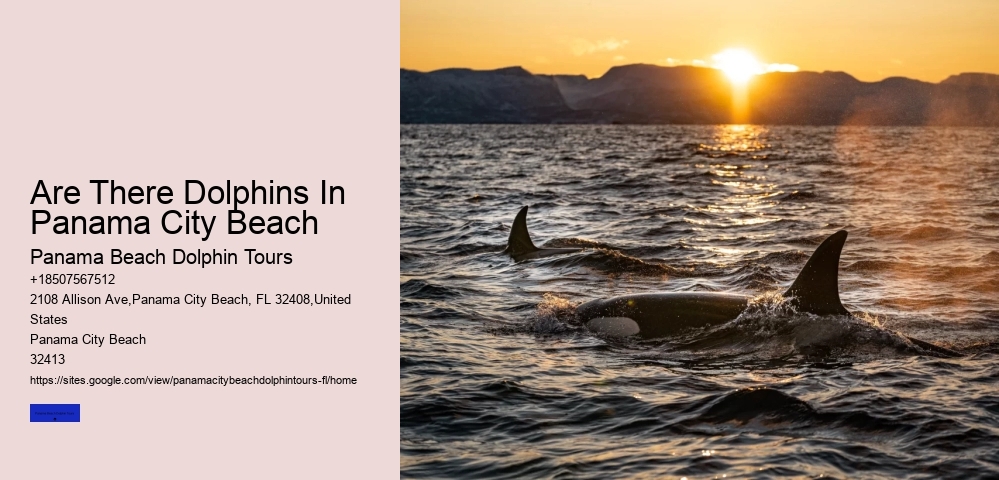 Are There Dolphins In Panama City Beach