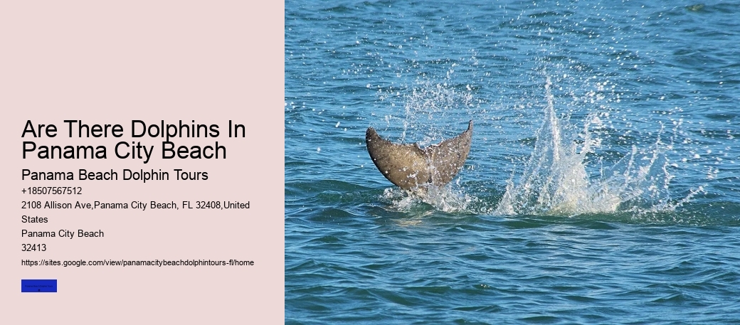 Small Group Dolphin & Snorkel Tour