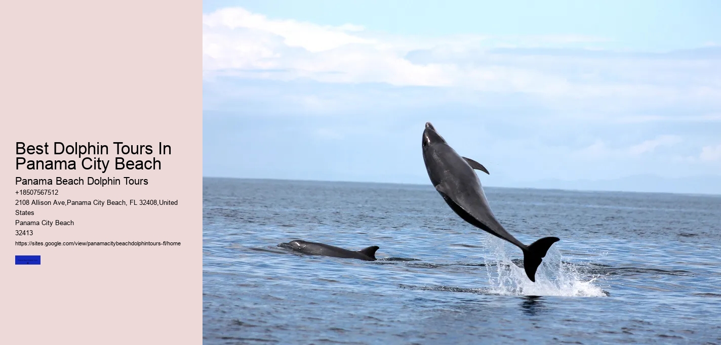 Best Dolphin Tours In Panama City Beach