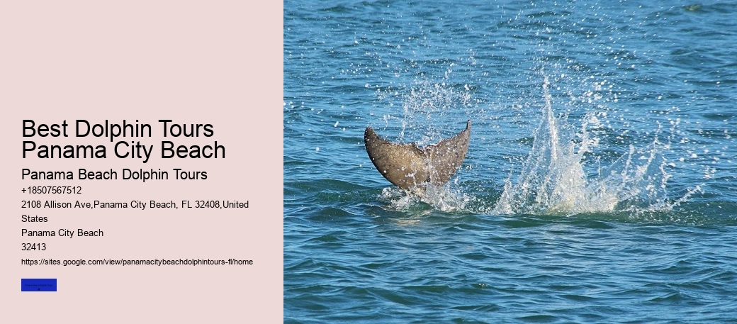 Best Dolphin Tours Panama City Beach