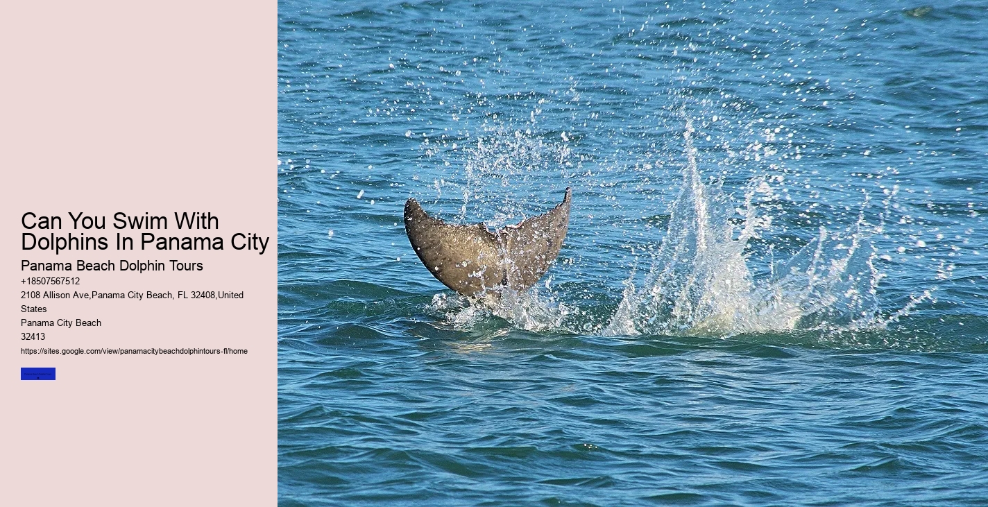 Can You Swim With Dolphins At Panama Beach
