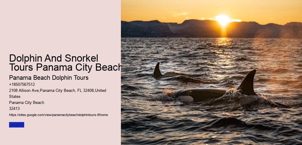 Dolphin And Snorkel Tours Panama City Beach