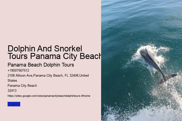 Swim With A Dolphin In Panama City Beach