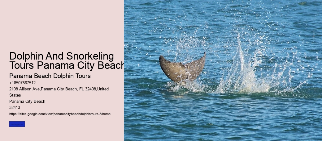 Dolphin And Snorkeling Tours Panama City Beach