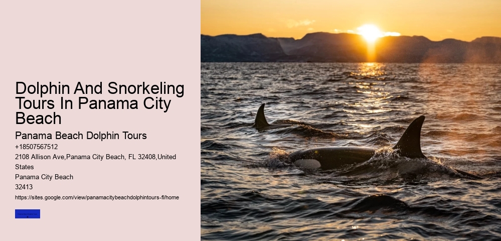 Dolphin And Snorkeling Tours In Panama City Beach