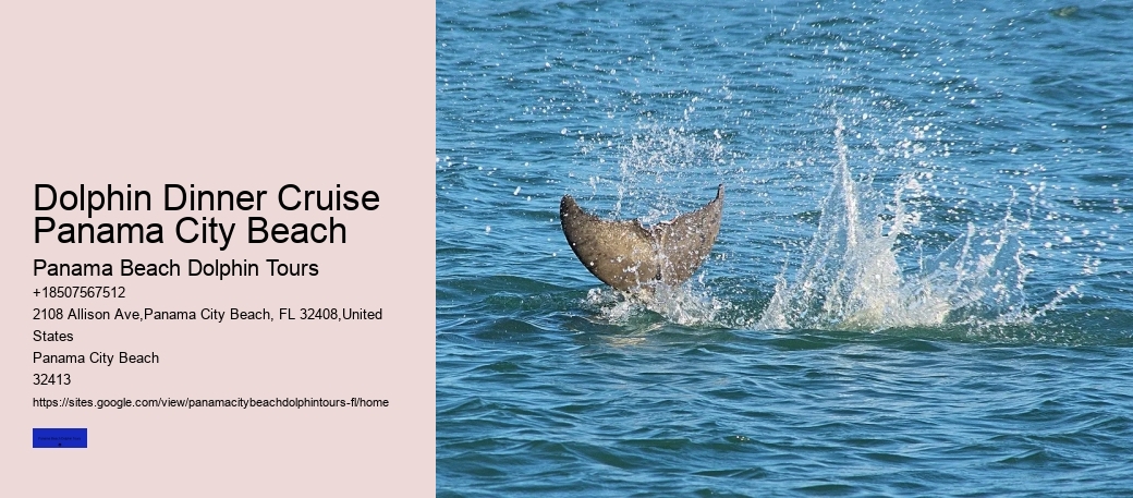 Things To Know For A Successful Dolphin Spotting