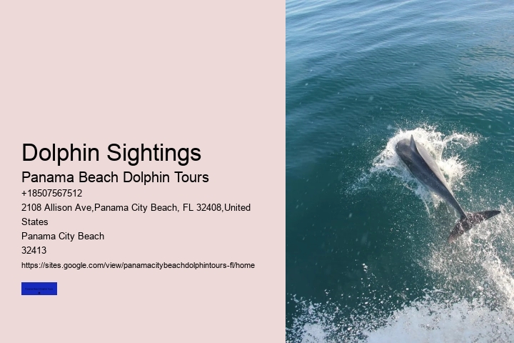 Swimming With Dolphin Tours Panama City