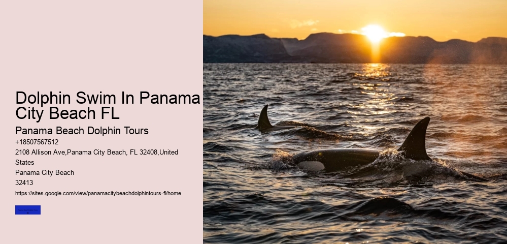 Shell Island Dolphin Tours Panama City Beach
