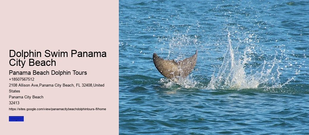 Dolphin Swim Panama City Beach