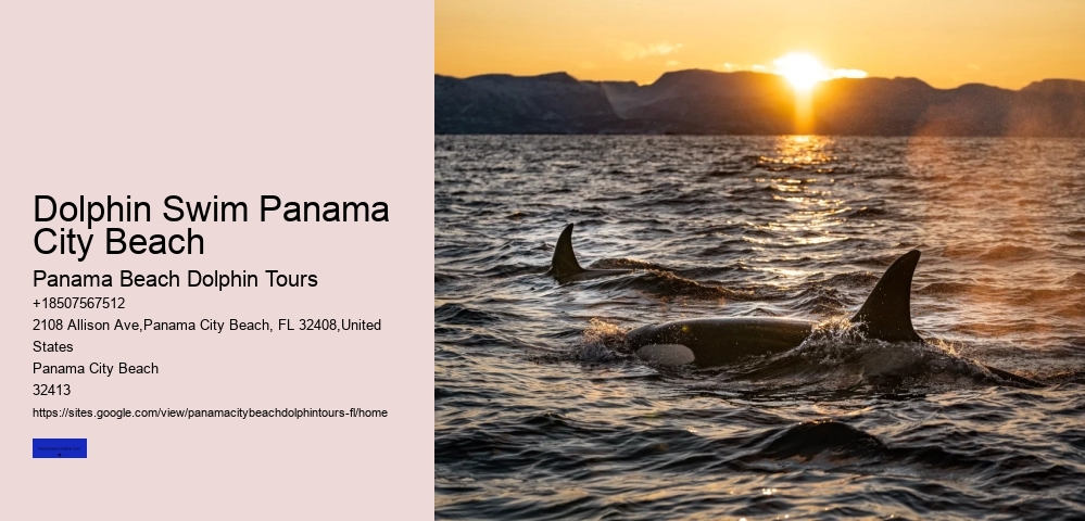 Panama City Beach Dolphin Tours & More