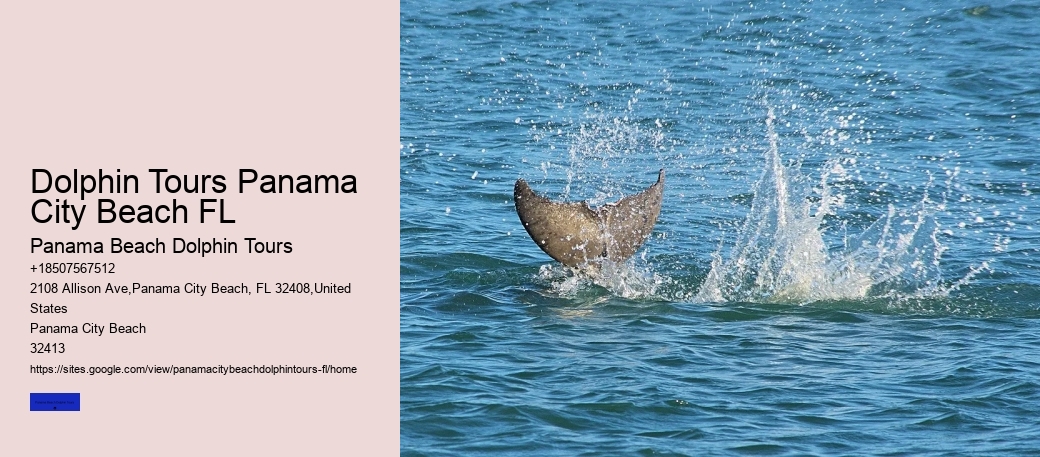 Dolphin Tours Panama City Beach FL