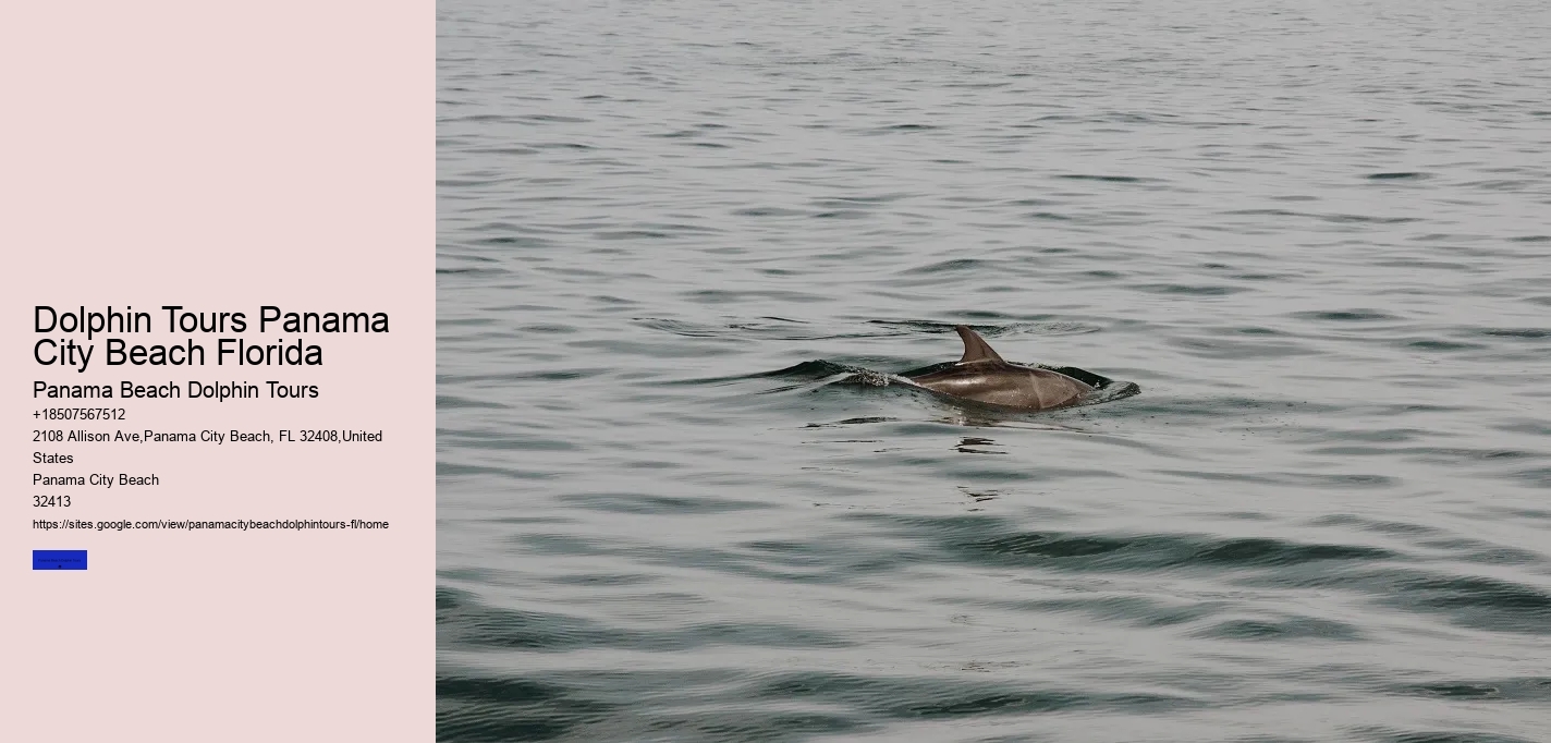 Dolphin Tours Panama City Beach Florida