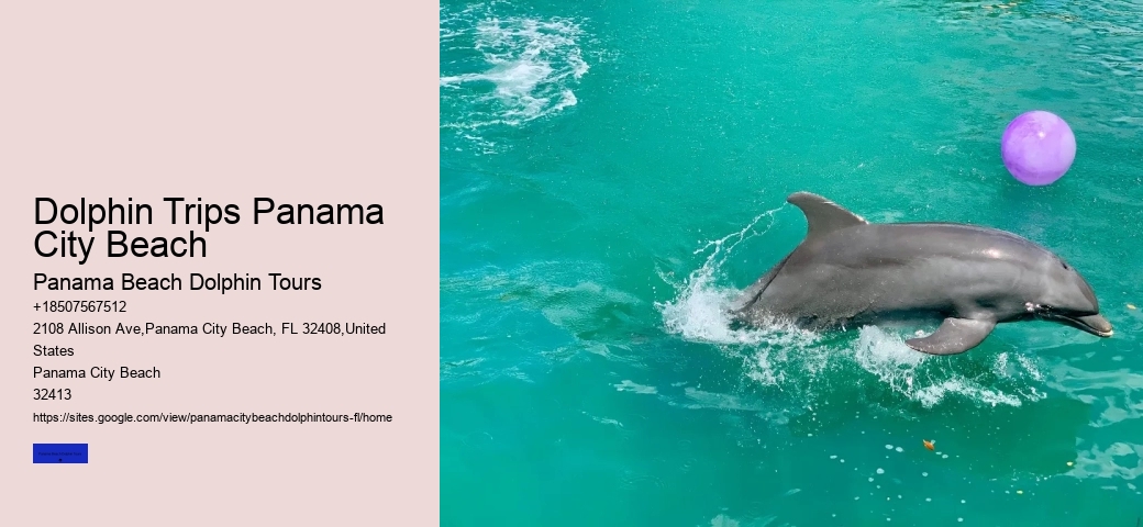 What Do You Wear To Swim With Dolphins