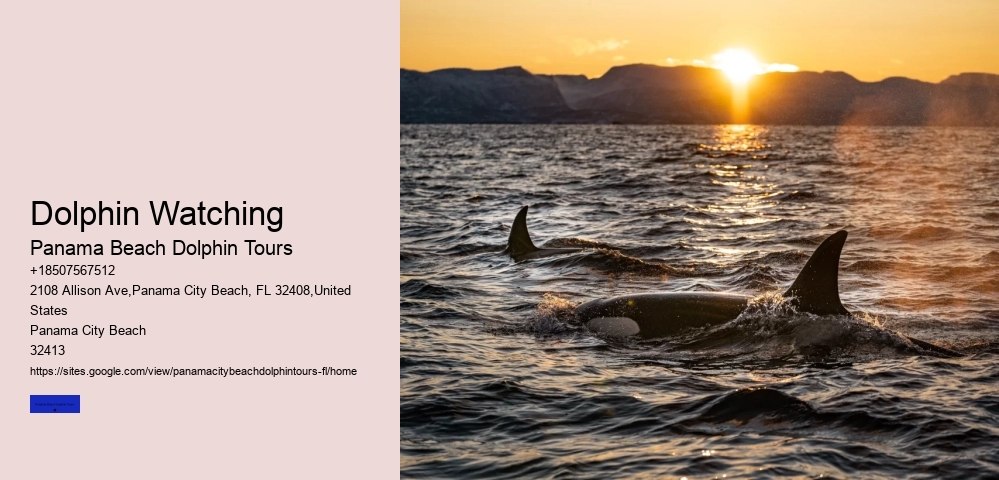 Is Swimming With Dolphins Ok For The Dolphins