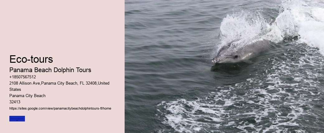Dolphin Sightseeing Tours