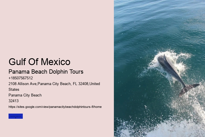 How To Swim With Dolphins