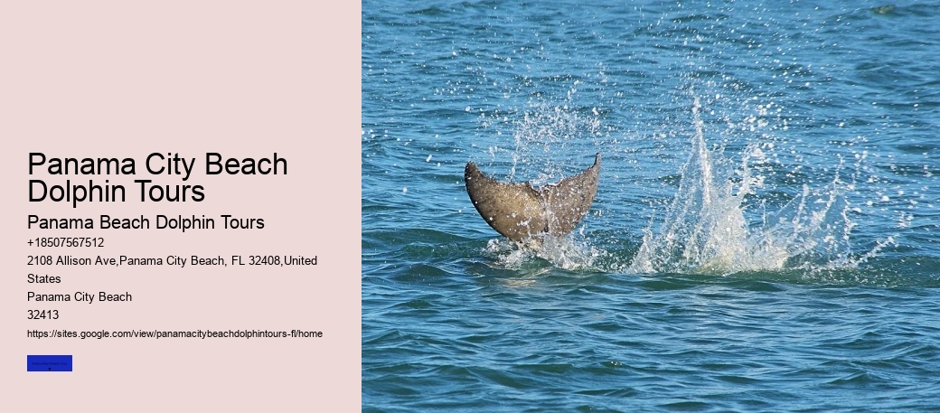 Dolphin Watching