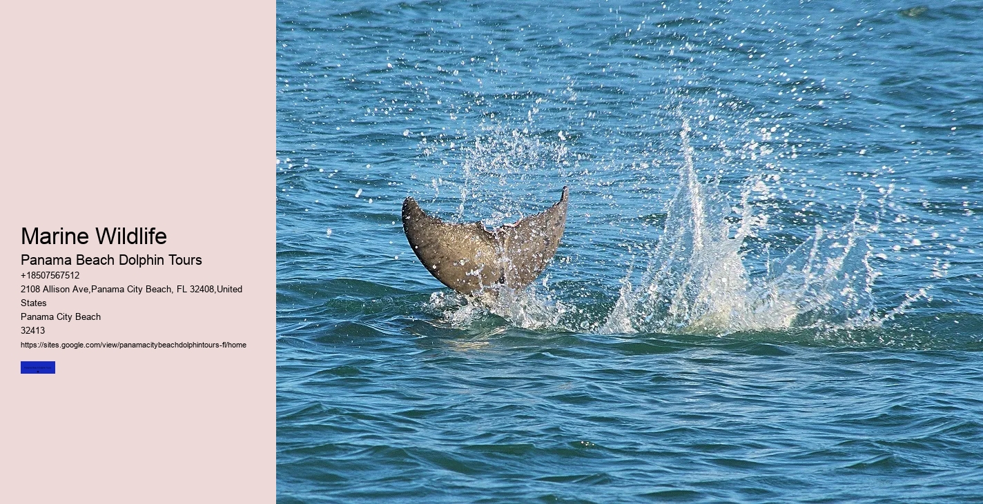 Panama City Beach Airboat Tours