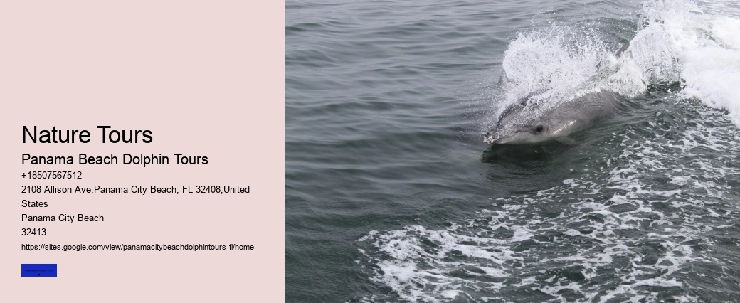 Private Dolphin Tours Panama City Beach