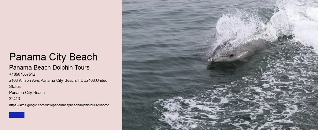 Dolphin Tours