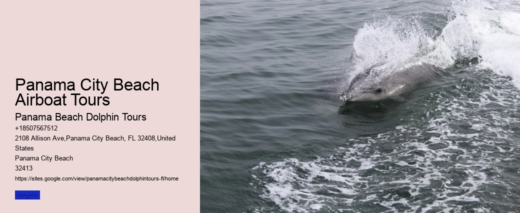 Where Are You Most Likely To See Dolphins