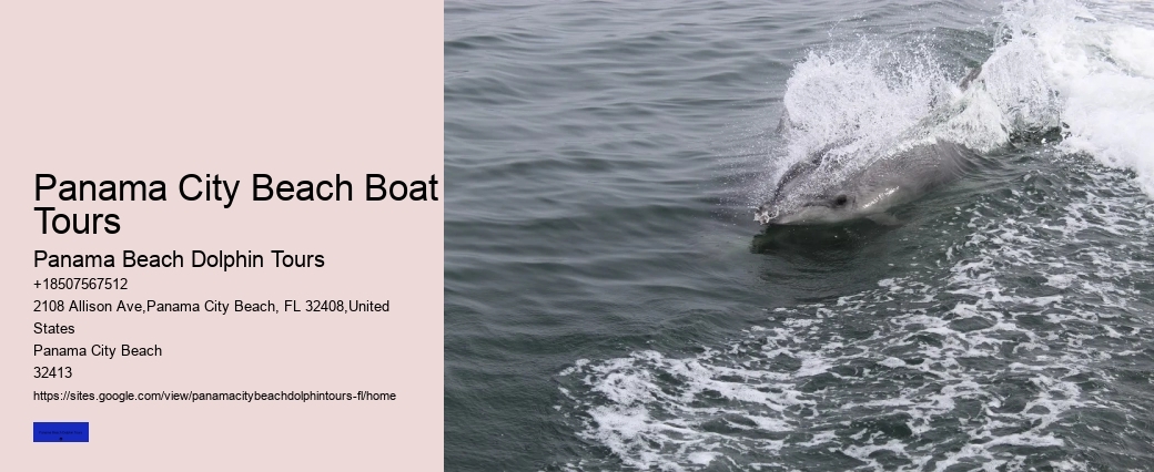 What Time Of The Day Are Dolphins Most Active