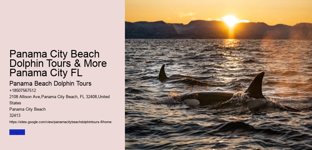 Panama City Beach Dolphin Tours & More Panama City FL