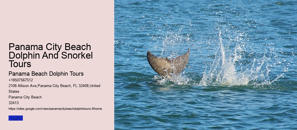 Panama City Beach Dolphin And Snorkel Tours