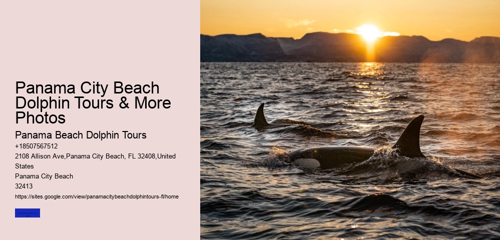 Panama City Beach Dolphin Tours & More Photos