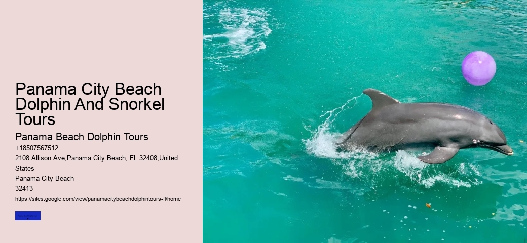 What Month Do Dolphins Have Babies
