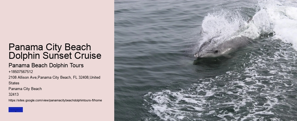Best Place To See Dolphins In Florida